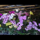 Ein Freiluftshop für Orchideen kurz hinter dem Pass